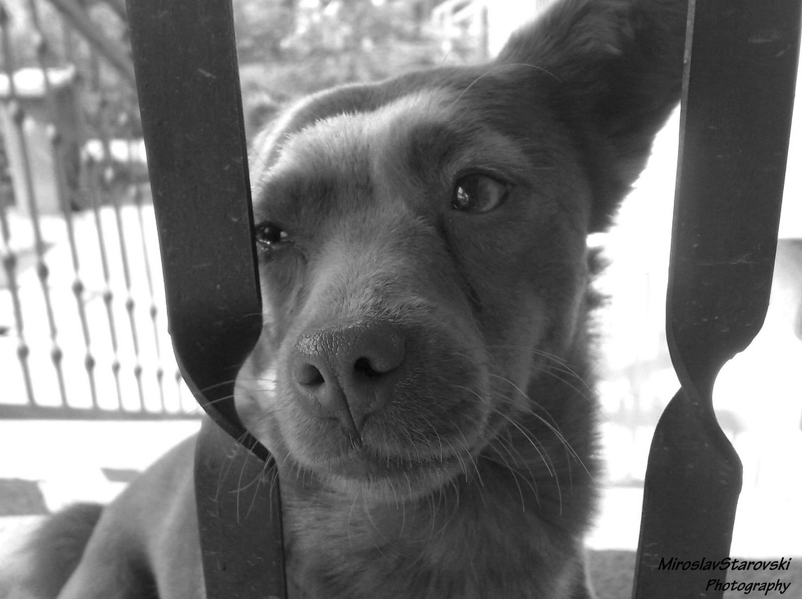 1600x1196 How To Draw A Sad Puppy Dog Face - Sad Puppy Face Drawing