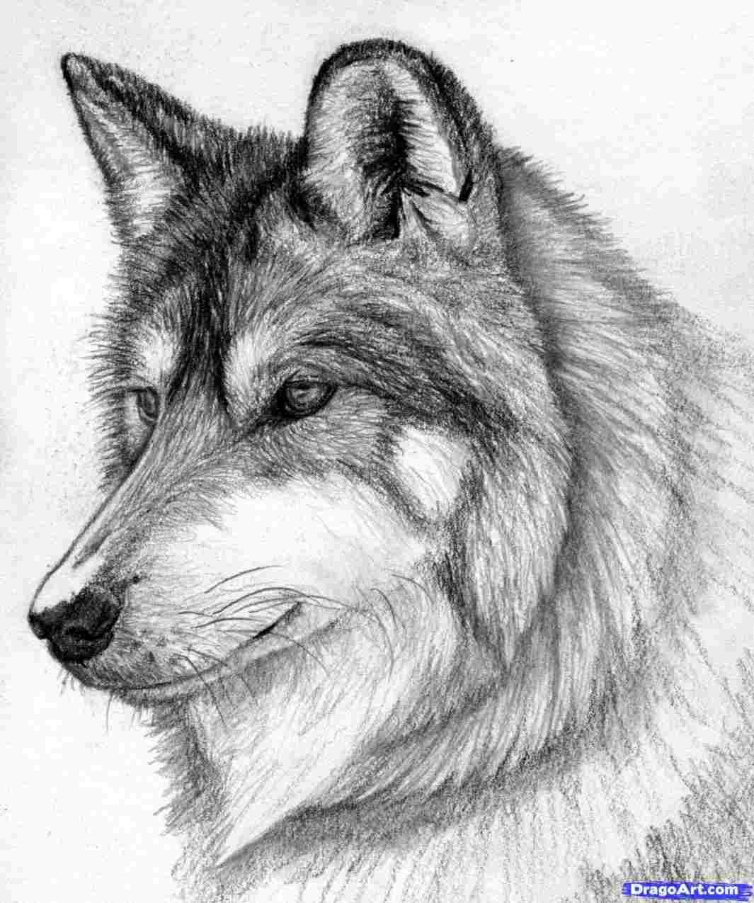 1065x1275 sad wolf head drawing easy cute wolf drawing at getdrawingscom - Sad Wolf Drawing
