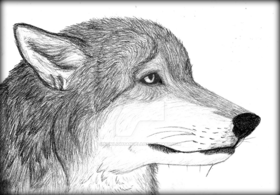 900x627 Sad Wolf Portrait - Sad Wolf Drawing