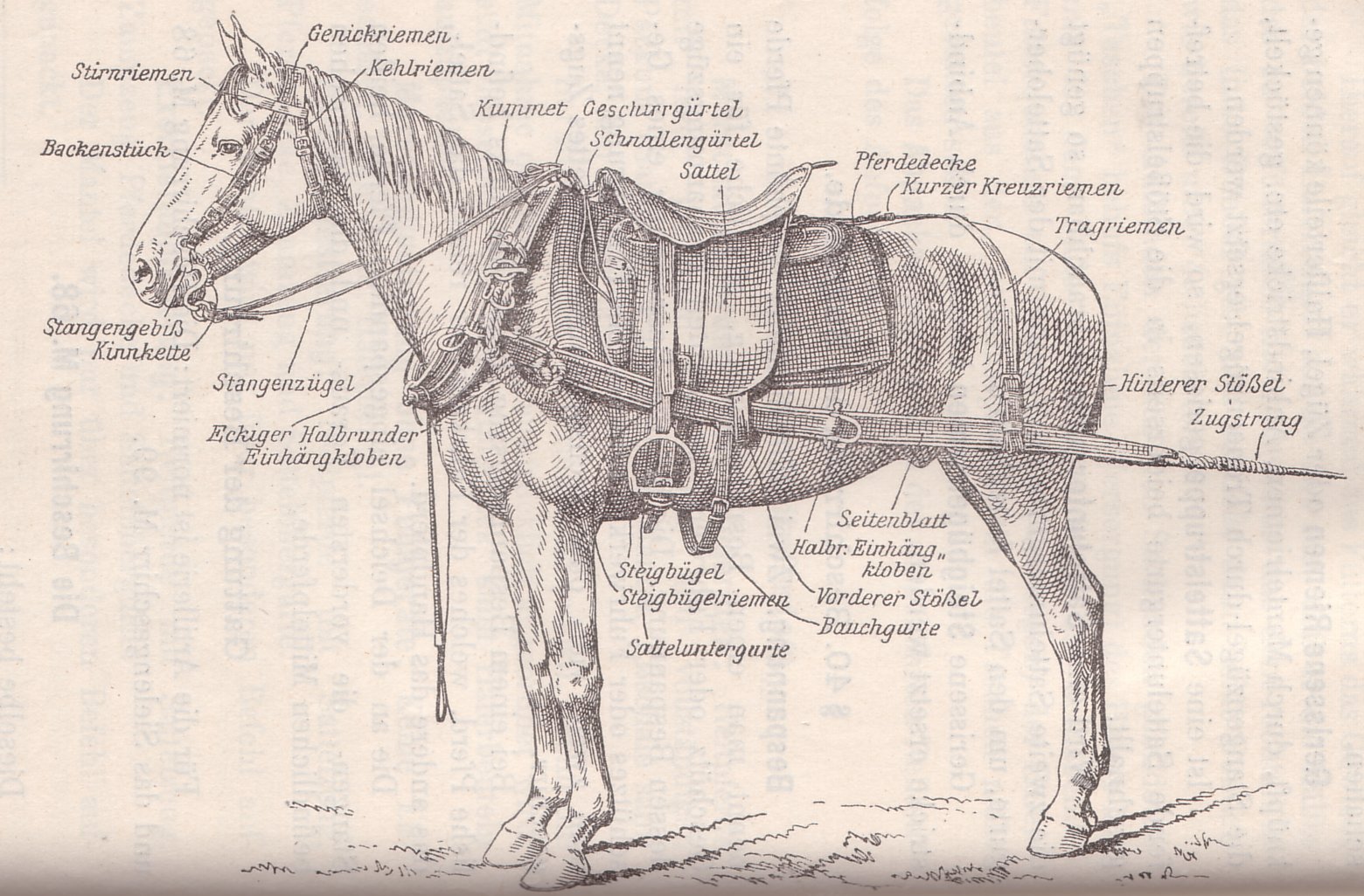 1560x1026 era saddles of other nations - Saddle Drawing