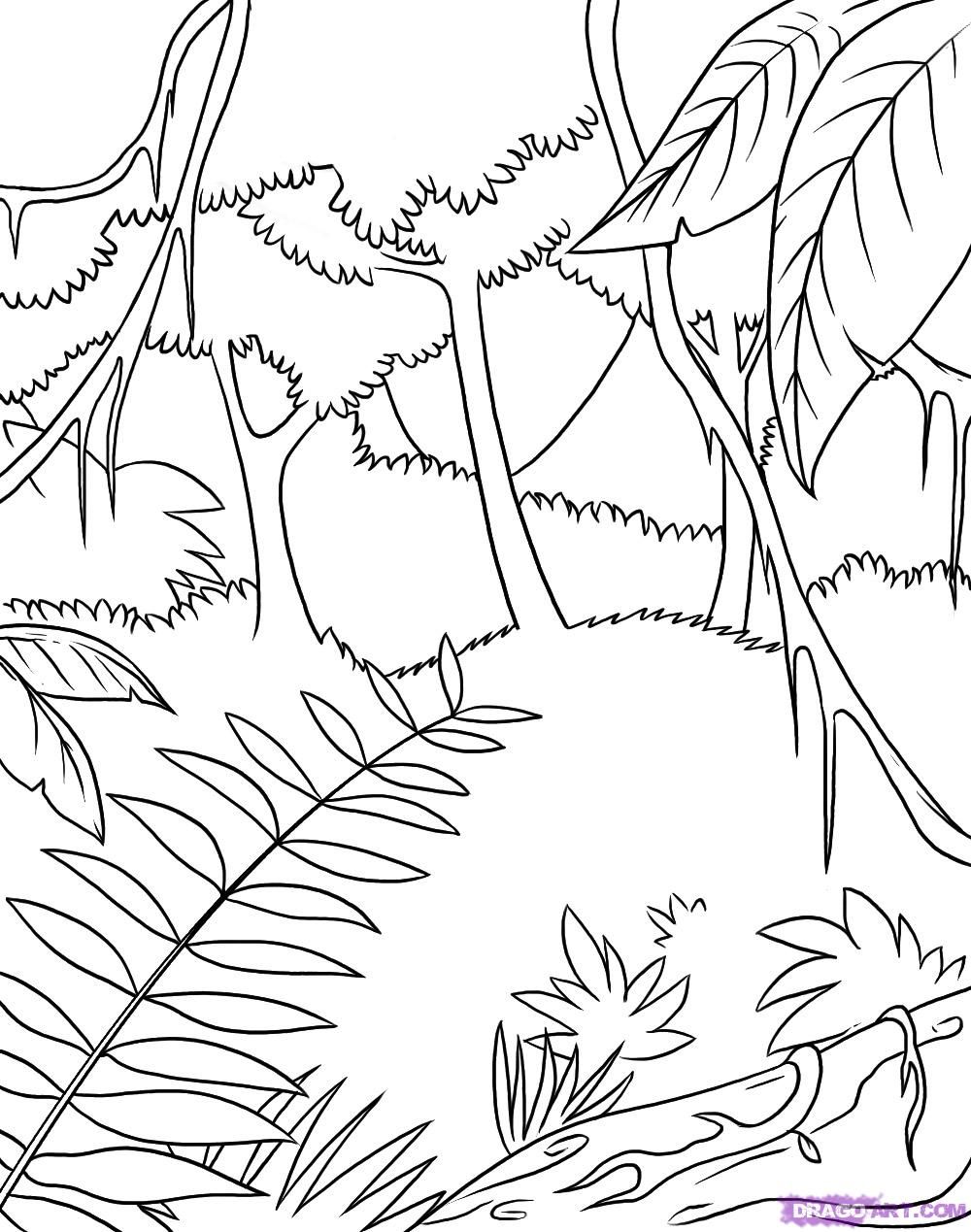 1000x1269 safari coloring pages how to draw a rainforest step jungle - Safari Drawing
