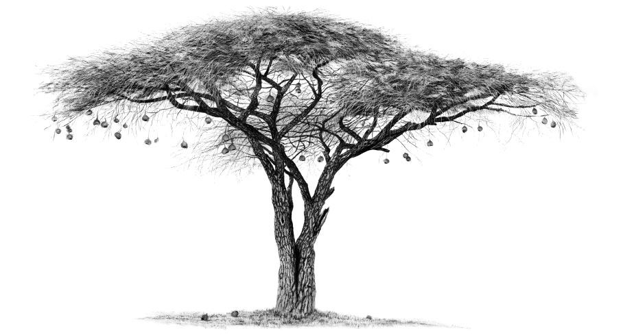 Safari Tree Drawing at PaintingValley.com | Explore collection of ...