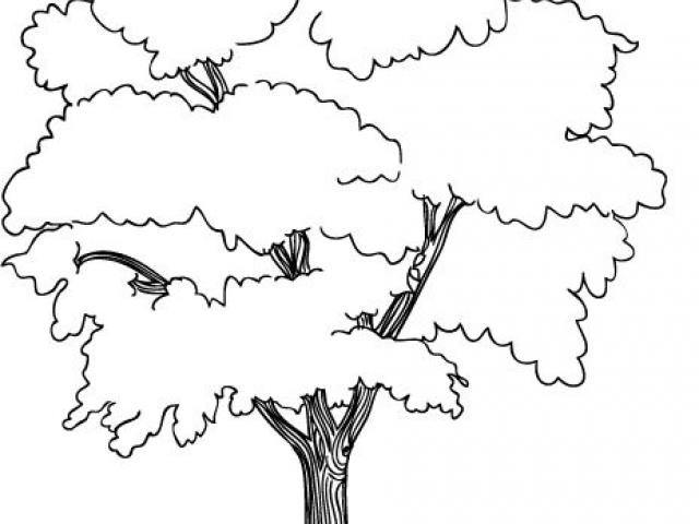 Safari Tree Drawing at PaintingValley.com | Explore collection of ...