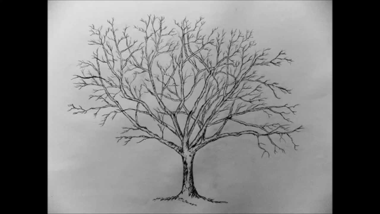 1280x720 How To Draw A Tree With Pencil Step - Safari Tree Drawing
