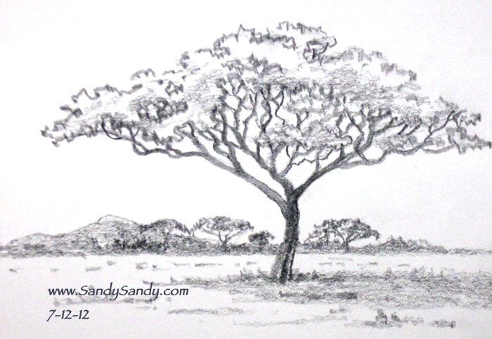 700x482 ycn bear africa safari landscape illustrations - Safari Tree Drawing