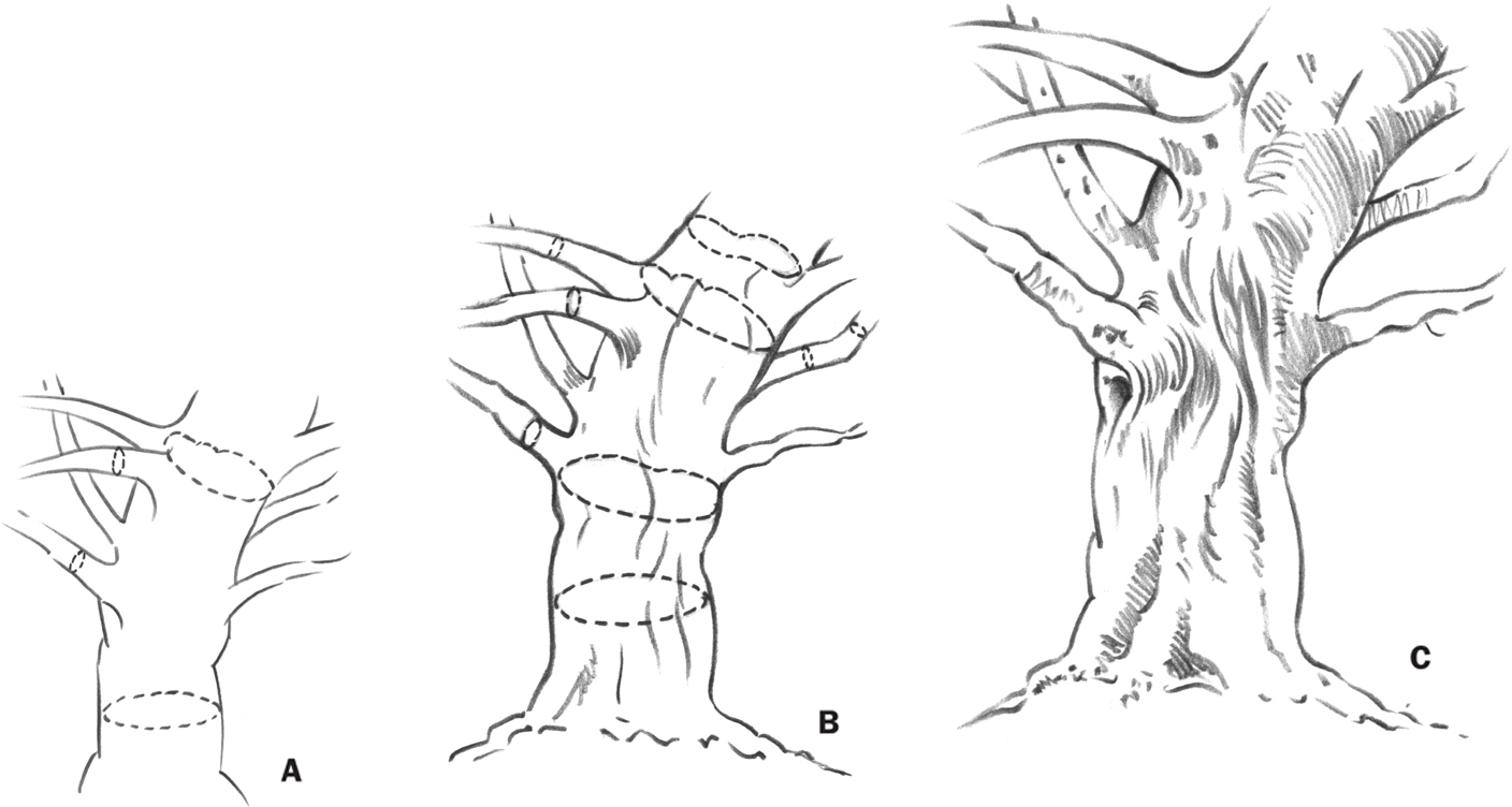 1408x752 Tree Trunks - Safari Tree Drawing