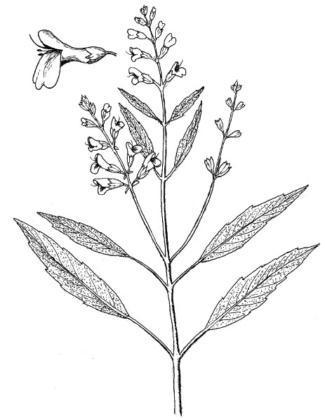 463x597 lewis and clark on the great plains a natural history journals - Sage Drawing