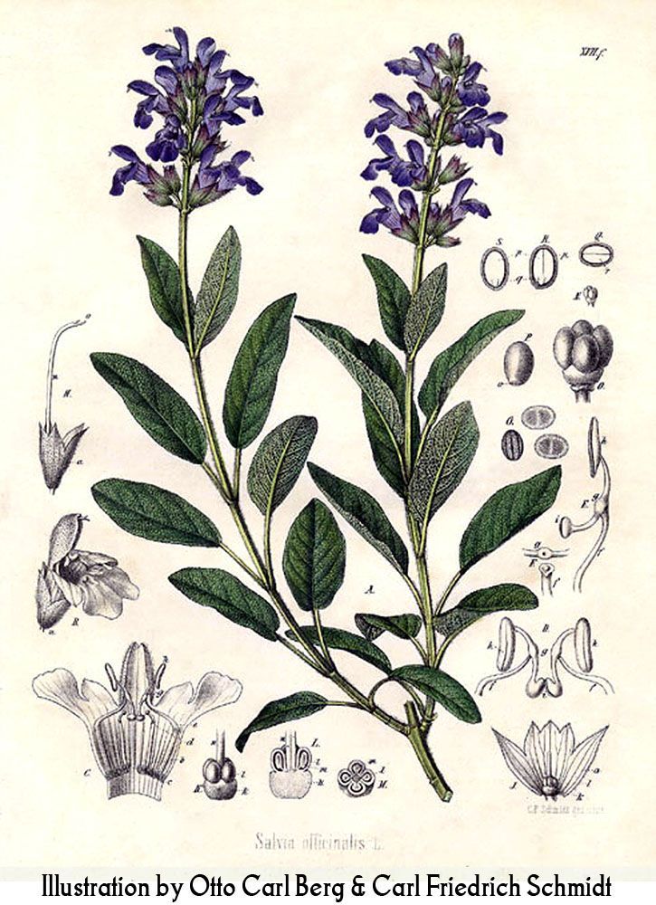725x1000 Tattoos In Botanical Drawings - Sage Drawing