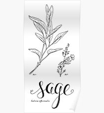 210x230 Sage Drawing Posters Redbubble - Sage Drawing