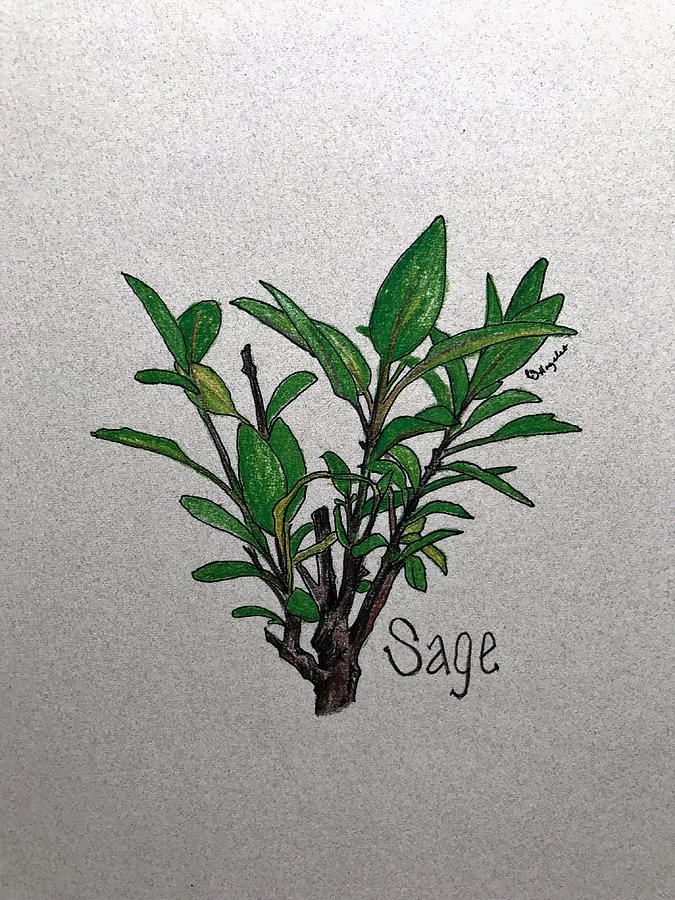 675x900 Sage Drawing - Sage Drawing
