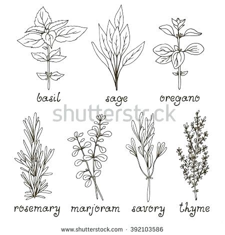 450x470 sage plant drawing sage sage herb vector stock vector sage plant - Sage Drawing
