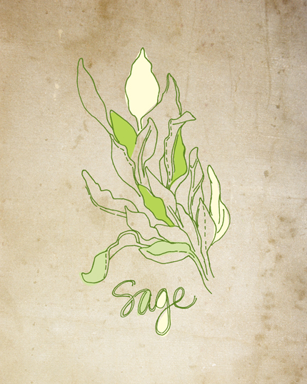 430x538 Sage Drawing A Tea Leaf Jewelry - Sage Drawing