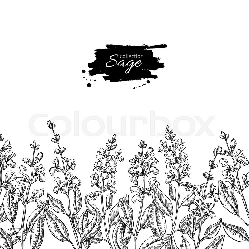800x800 Sage Vector Drawing Border Isolated Stock Vector Colourbox - Sage Drawing