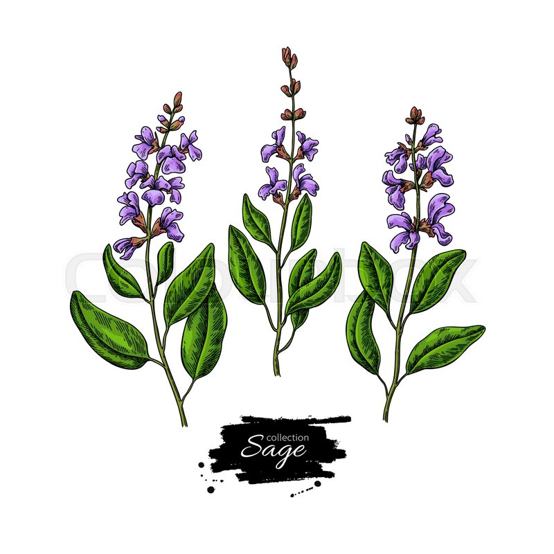 800x800 Sage Vector Drawing Set Isolated Stock Vector Colourbox - Sage Drawing