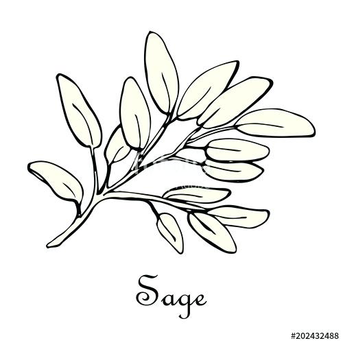 500x500 Sage Plant Drawing - Sage Drawing