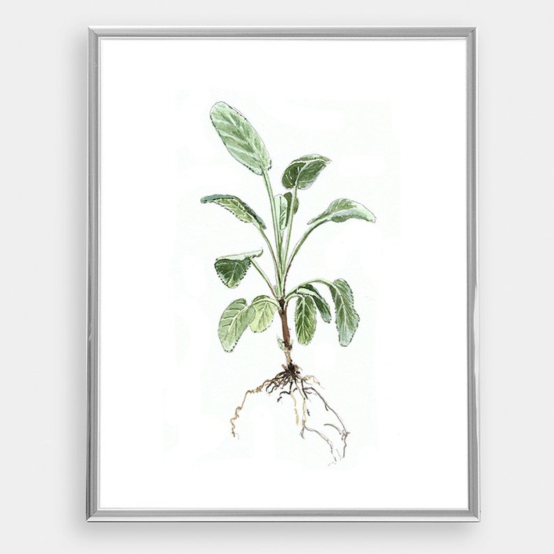 794x794 Art Sage Drawing Illustration Painting Poster Print Etsy - Sage Drawing