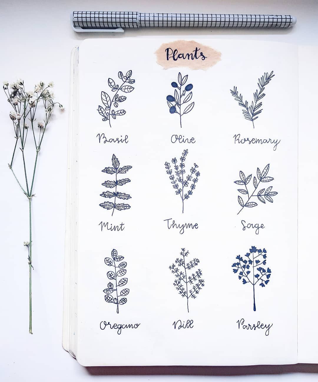 1080x1297 bullet journal plant drawing ideas, basil drawing, olive drawing - Sage Drawing