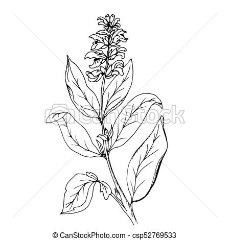 450x470 Doodle Sage Grass, Painted Black Outline Hand - Sage Drawing