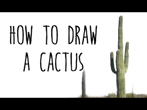 480x360 How To Draw A Cactus - Saguaro Cactus Drawing