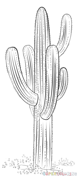 252x575 How To Draw A Saguaro Cactus Step - Saguaro Cactus Drawing