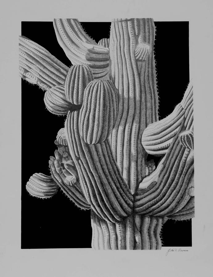 691x900 Saguaro Cactus Detail Drawing - Saguaro Cactus Drawing