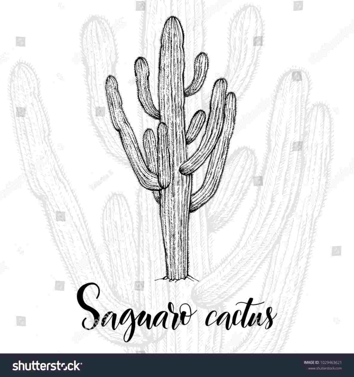 1185x1264 Saguaro Cactus Drawing - Saguaro Cactus Drawing