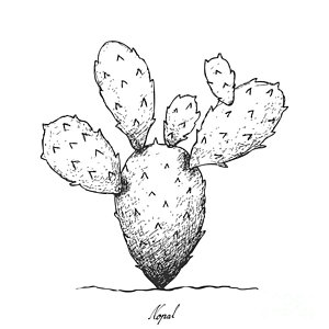 300x300 Saguaro Cactus Drawings Fine Art America - Saguaro Cactus Drawing
