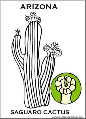 304x417 Arizona State Flower - Saguaro Cactus Drawing