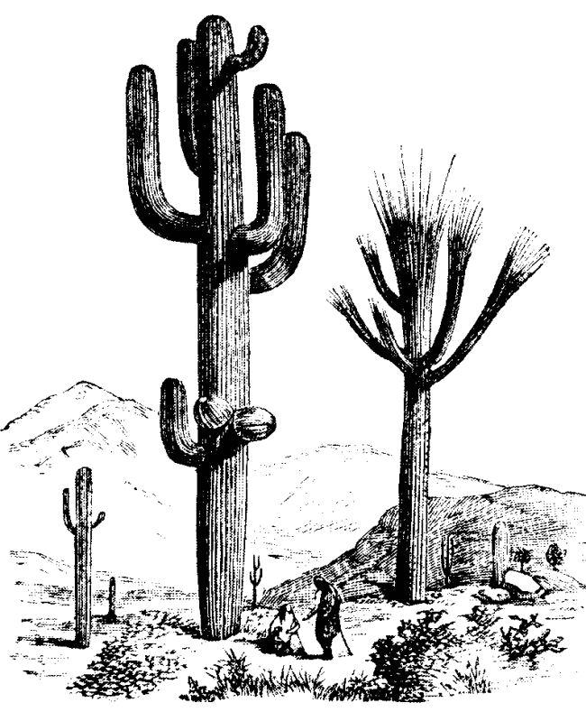 650x789 collection of free cacti clipart saguaro download on ui ex - Saguaro Cactus Drawing