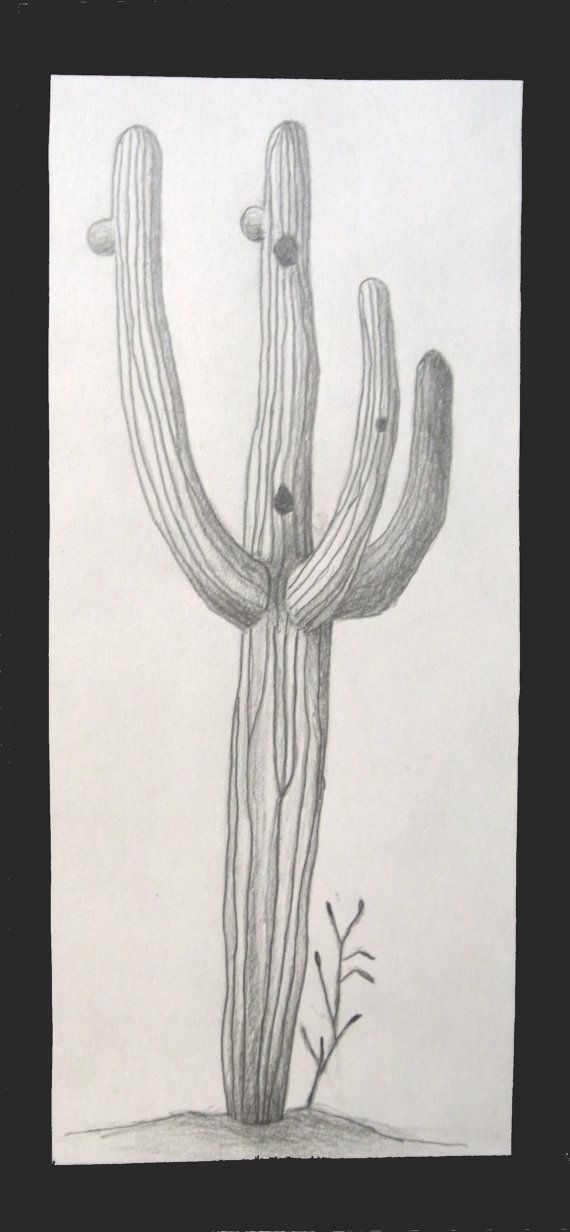 570x1232 drawn desert saguaro cactus - Saguaro Drawing