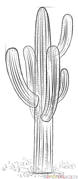 252x575 how to draw a saguaro cactus step - Saguaro Drawing