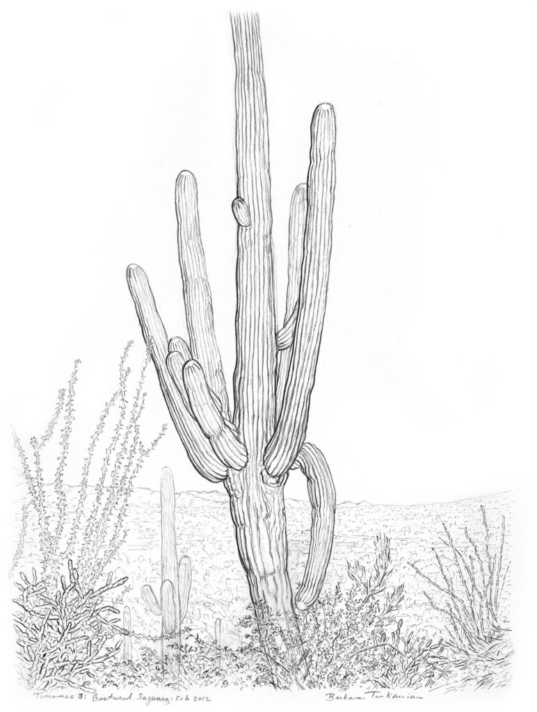 772x1024 r i p - Saguaro Drawing