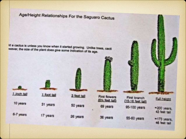 638x479 saguaro - Saguaro Drawing