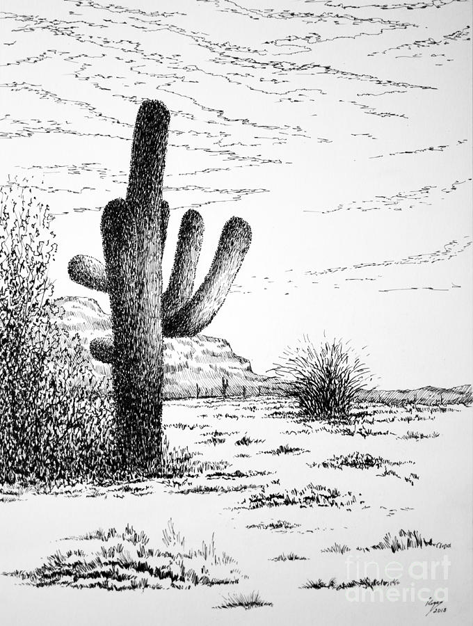 680x900 saguaro drawing - Saguaro Drawing