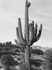 225x300 saguaro drawings fine art america - Saguaro Drawing