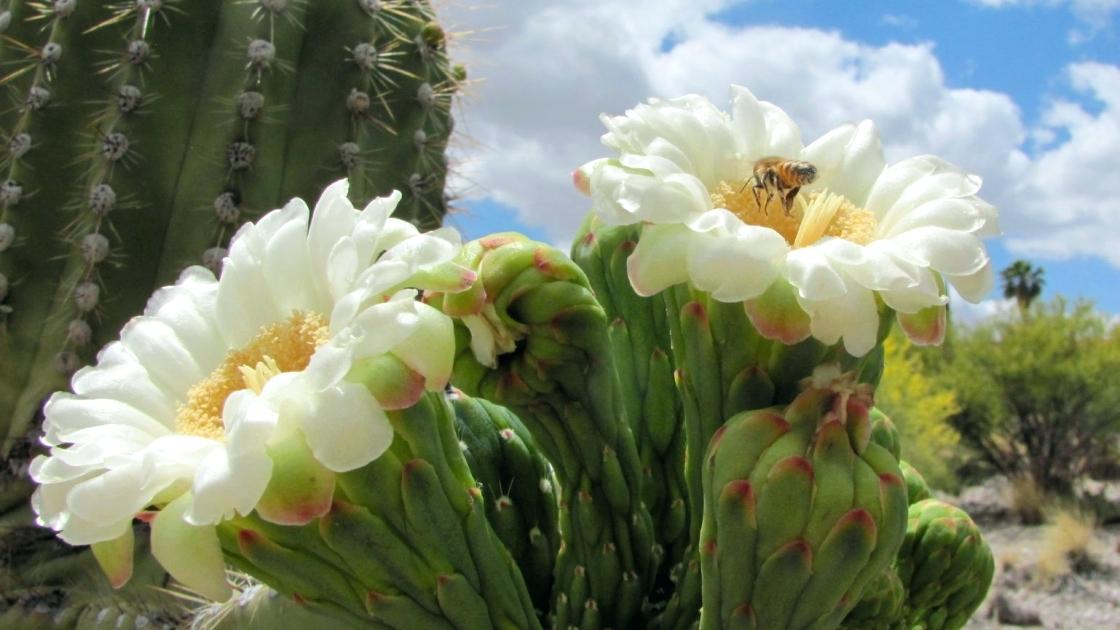 1120x630 saguaro flower facts that will make you love the desert even more - Saguaro Drawing