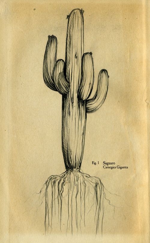 500x808 saguaro of life drawing tatouage cactus tattoo, arizona tattoo - Saguaro Drawing