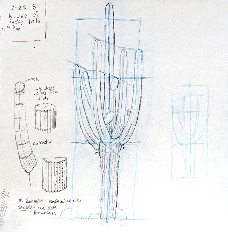 800x814 the tumamoc art science course - Saguaro Drawing