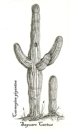 288x500 untitled document - Saguaro Drawing
