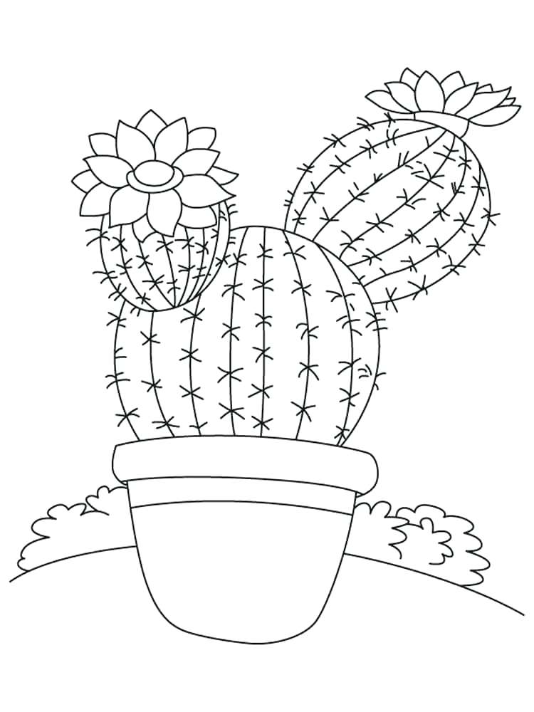 750x1000 cactus flower drawing at free for personal use saguaro printable - Saguaro Drawing