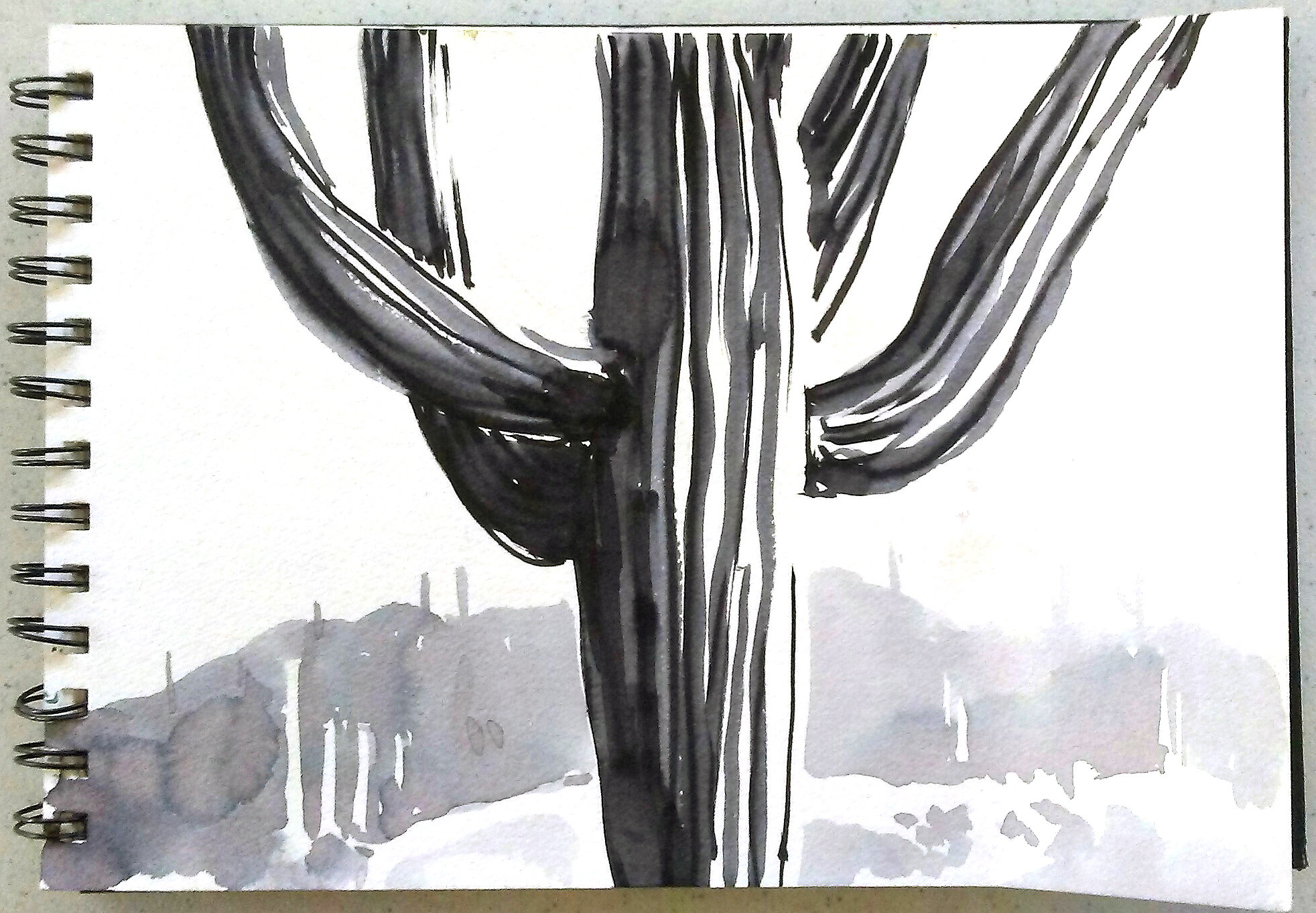 1964x1362 drawing saguaros giants of the desert - Saguaro Drawing