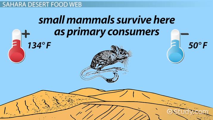715x402 the food web of the sahara desert - Sahara Desert Drawing