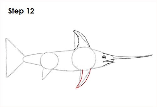 500x341 How To Draw A Swordfish - Sailfish Drawing