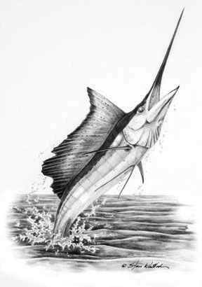 288x410 Sailfish Stuff To Draw Art, Pencil Art, Fish Drawings - Sailfish Drawing