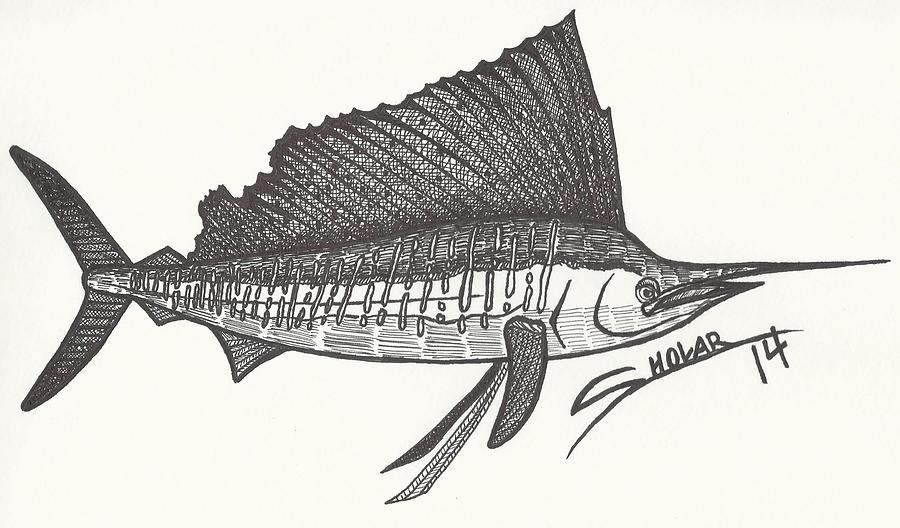 900x528 Sailfish Drawing - Sailfish Drawing