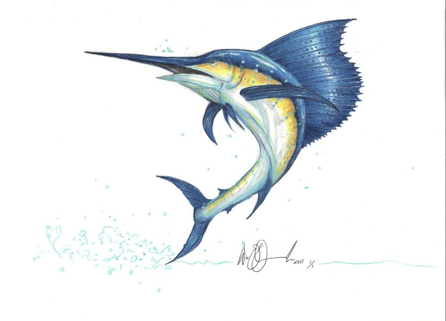 Sailfish Drawing at PaintingValley.com | Explore collection of Sailfish ...