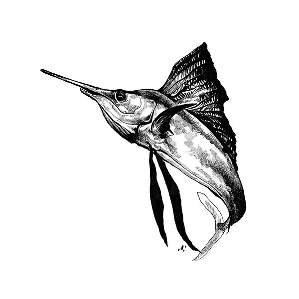 600x600 sailfish print cushion cover - Sailfish Drawing