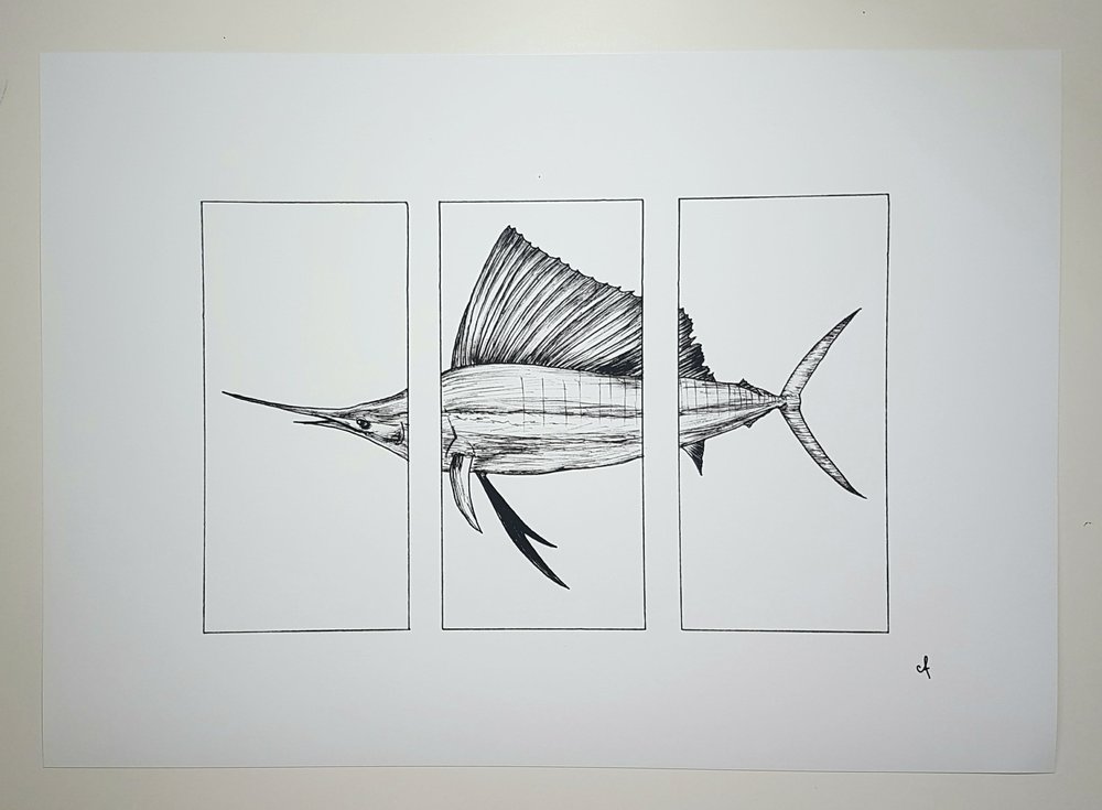 1000x735 Sailfish Print Ccorinnef - Sailfish Drawing