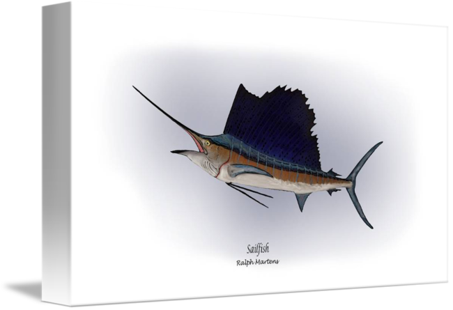 650x445 Sailfish - Sailfish Drawing