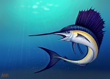 Sailfish Drawing at PaintingValley.com | Explore collection of Sailfish ...